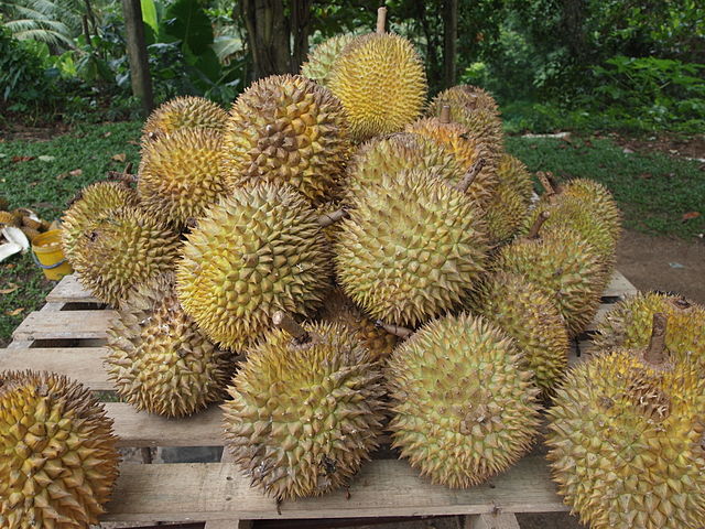 Large pile of thorny durian fruit