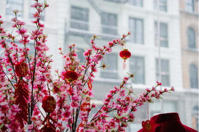 Cherry blossoms in store window