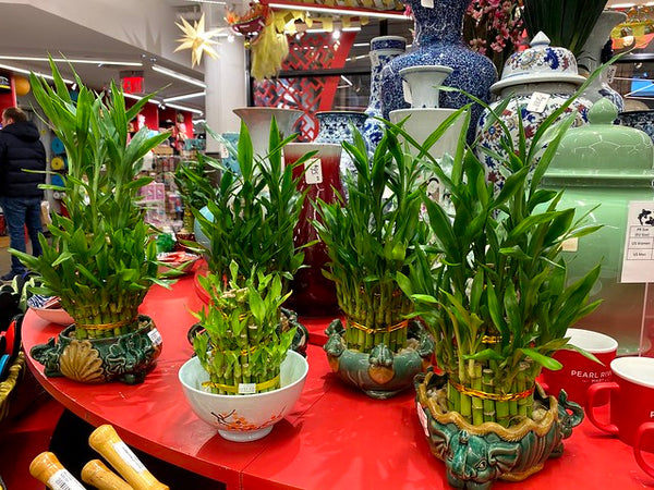 Lucky bamboo display