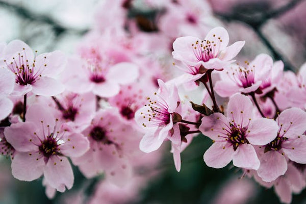 Close-up of pink cherry blossoms on a tree