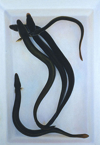 Painting of eels in a tray