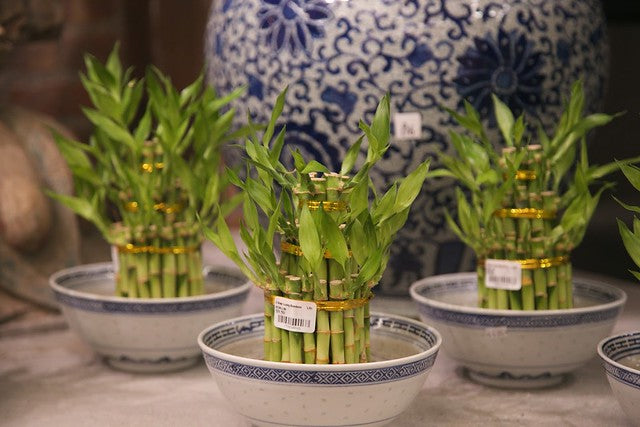 Three bowls with lucky bamboo