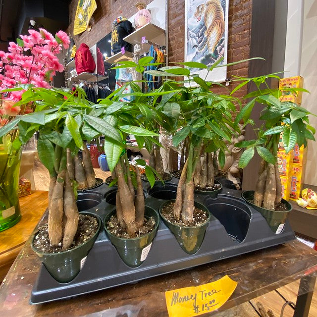 Small money trees in pots