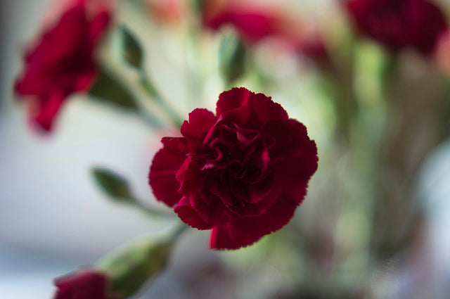Red carnation with other carnations and leaves in background