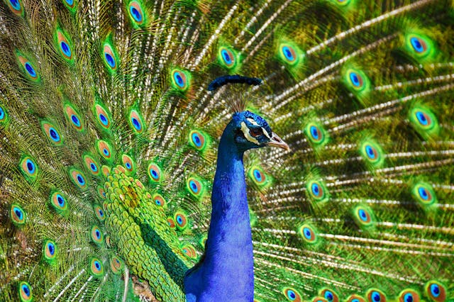 Close-up of peacock and tail