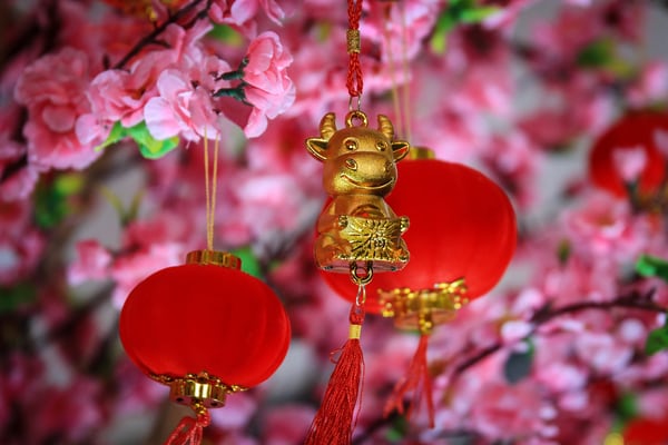 Year of the Ox ornament with red lanterns against pink blossoms