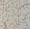 Beige wallpaper featuring a repeating pattern of dark brown branches with small white blossoms.