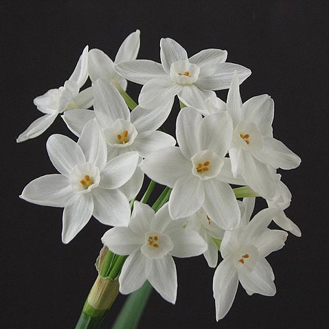 Narcissus Paperwhite Bulb