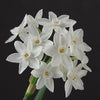 Narcissus paperwhite flowers