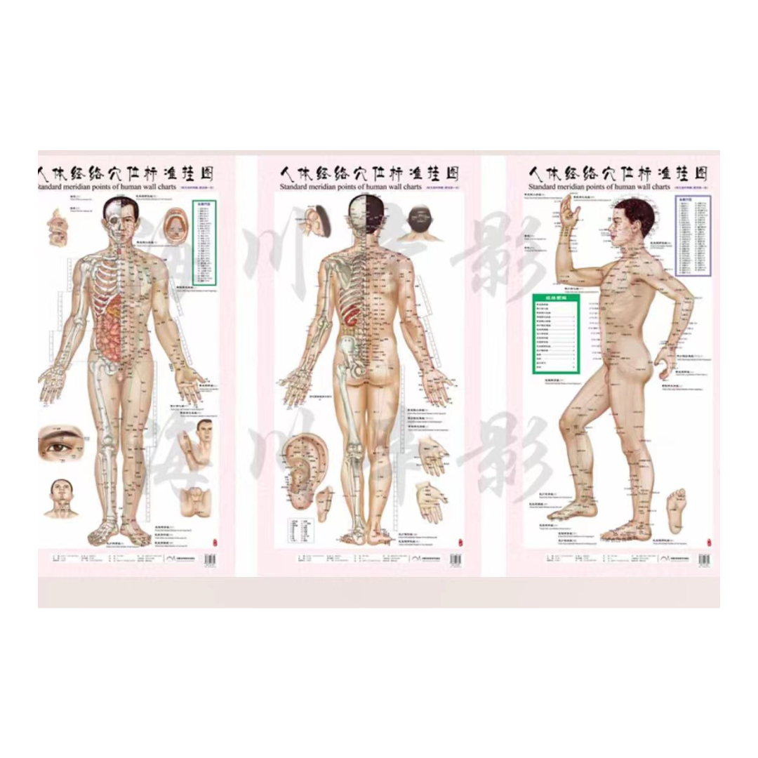 Acupoint Map Online Acupuncture Meridian Charts