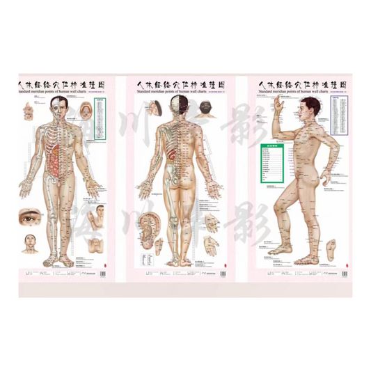 Acupuncture Point Wall Charts (Set of 3)
