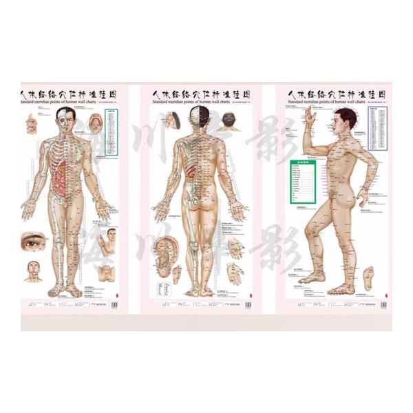 Acupuncture Point Wall Charts (Set of 3)
