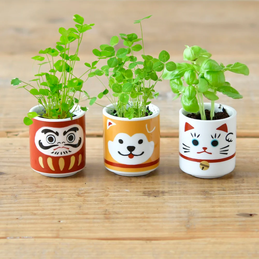 Lucky Plants – Pearl River Mart Lucky Plants – Pearl River Mart