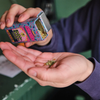 A person holds an open colorful tin of Chikka Chikka digestives over their open palm, showing the green seeds inside.