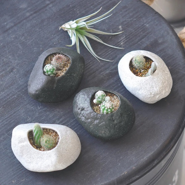 4 Plants Rock - Cactus Growing Kit and additional succulent on black table