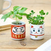 Daruma Doll Lucky Plant and Beckoning Cat Lucky Plant side by side on a wooden table