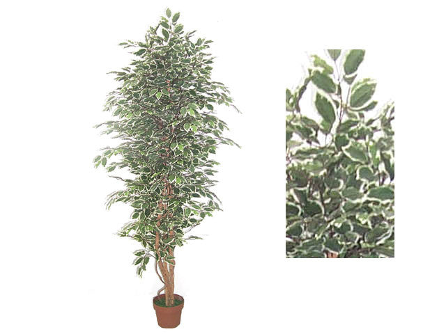 Artificial Plant - Ficus Tree
