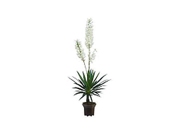 Artificial Plant - Yucca Flower