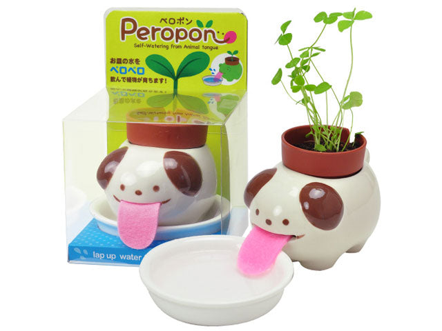 Peropon Plant - Growing Garden
