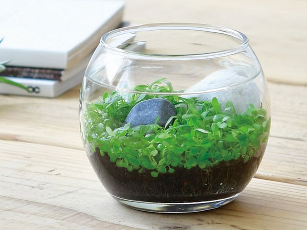 Water Garden - Glass bowl with open top for mini garden